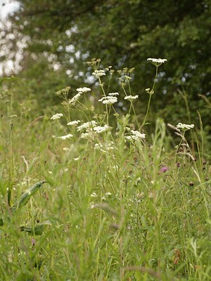 BUITEN BEELD Foto: 129656