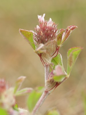 BUITEN BEELD Foto: 129665