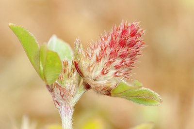 BUITEN BEELD Foto: 129667