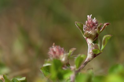 BUITEN BEELD Foto: 129682