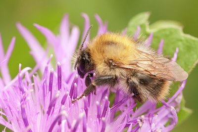 BUITEN BEELD Foto: 129685