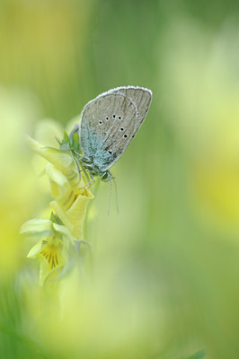 BUITEN BEELD Foto: 129703