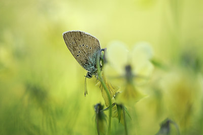 BUITEN BEELD Foto: 129705