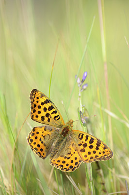 BUITEN BEELD Foto: 129711