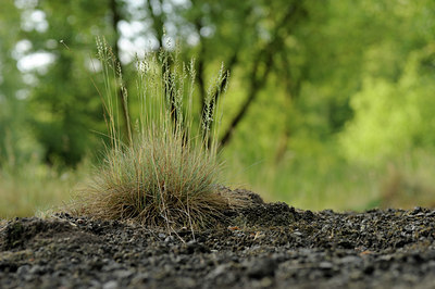 BUITEN BEELD Foto: 129712