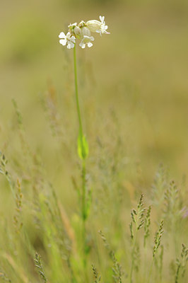 BUITEN BEELD Foto: 129715