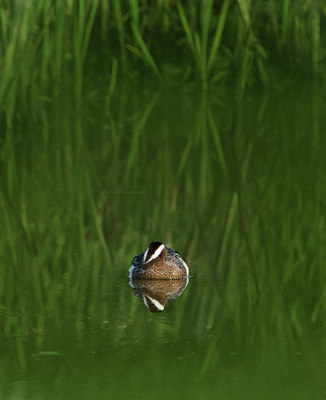 BUITEN BEELD Foto: 129716