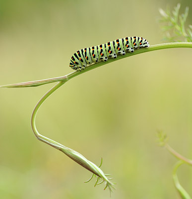 BUITEN BEELD Foto: 129717