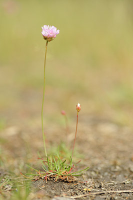 BUITEN BEELD Foto: 129718