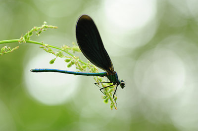 BUITEN BEELD Foto: 129732