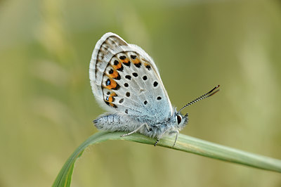 BUITEN BEELD Foto: 129744