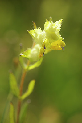 BUITEN BEELD Foto: 129747
