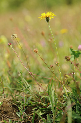 BUITEN BEELD Foto: 129750