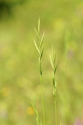 BUITEN BEELD Foto: 129755
