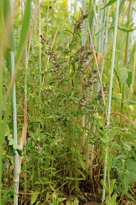 BUITEN BEELD Foto: 129776