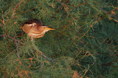 BUITEN BEELD Foto: 129778
