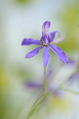 BUITEN BEELD Foto: 129787