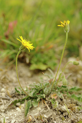 BUITEN BEELD Foto: 129789
