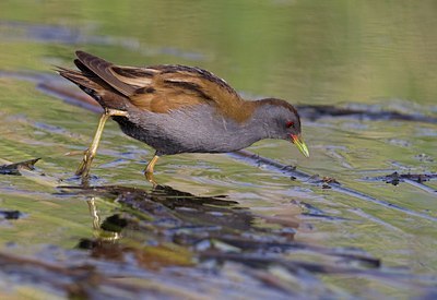 BUITEN BEELD Foto: 129797