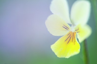 BUITEN BEELD Foto: 129855