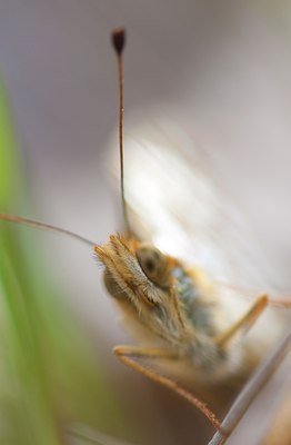 BUITEN BEELD Foto: 129888