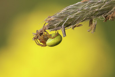 BUITEN BEELD Foto: 129950
