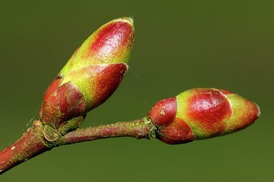 BUITEN BEELD Foto: 129954