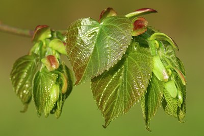 BUITEN BEELD Foto: 129962