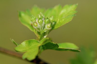 BUITEN BEELD Foto: 130040