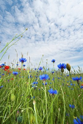 BUITEN BEELD Foto: 130082