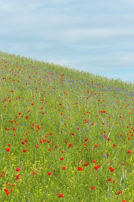BUITEN BEELD Foto: 130085