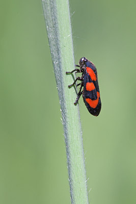 BUITEN BEELD Foto: 130123