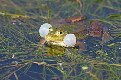 BUITEN BEELD Foto: 130152