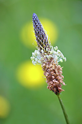 BUITEN BEELD Foto: 130159