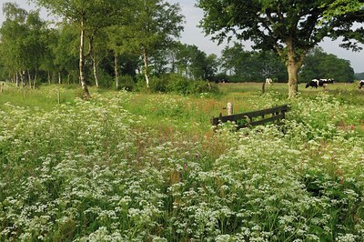 BUITEN BEELD Foto: 130189
