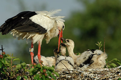 BUITEN BEELD Foto: 130234