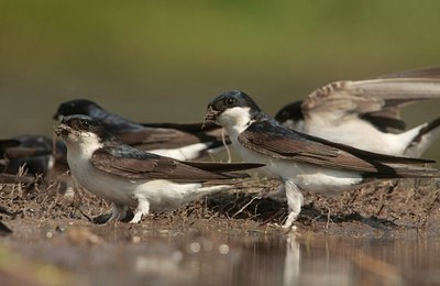 BUITEN BEELD Foto: 130252