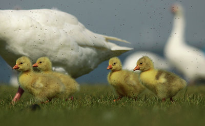 BUITEN BEELD Foto: 130255