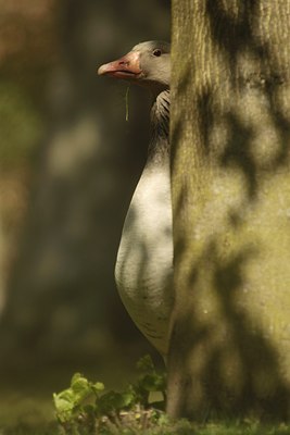 BUITEN BEELD Foto: 130270