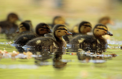 BUITEN BEELD Foto: 130298