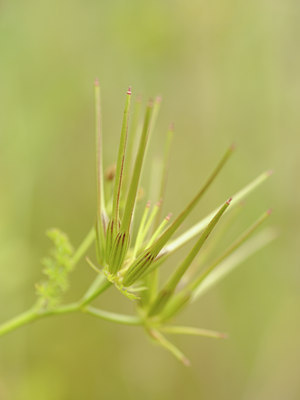 BUITEN BEELD Foto: 130309