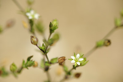 BUITEN BEELD Foto: 130316