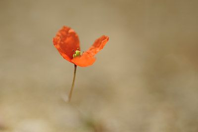 BUITEN BEELD Foto: 130317