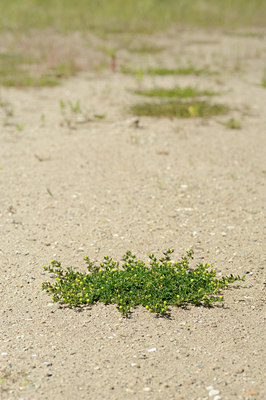 BUITEN BEELD Foto: 130319