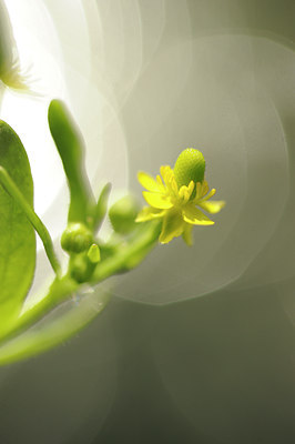 BUITEN BEELD Foto: 130327