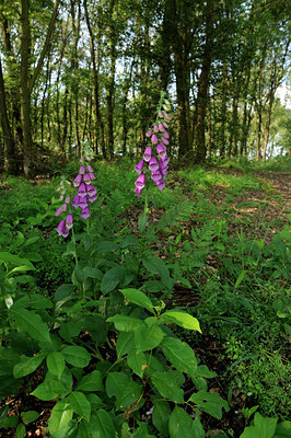 BUITEN BEELD Foto: 130336
