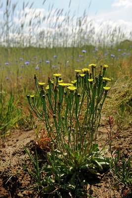BUITEN BEELD Foto: 130337