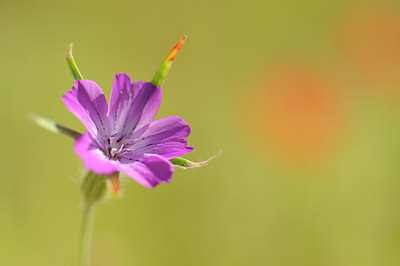 BUITEN BEELD Foto: 130341