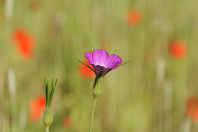 BUITEN BEELD Foto: 130354