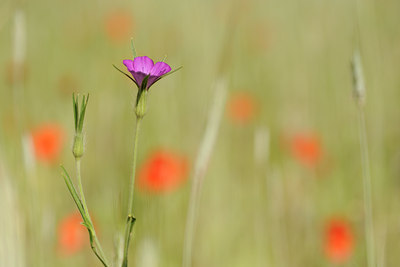 BUITEN BEELD Foto: 130356
